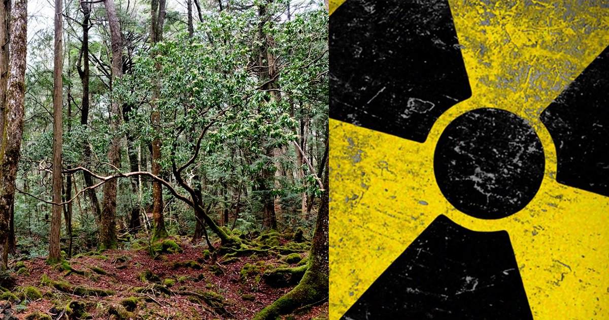 fksm.jpg?resize=1200,630 - 방사능을 가득 머금은 후쿠시마의 '삼림'이 공포스러운 이유
