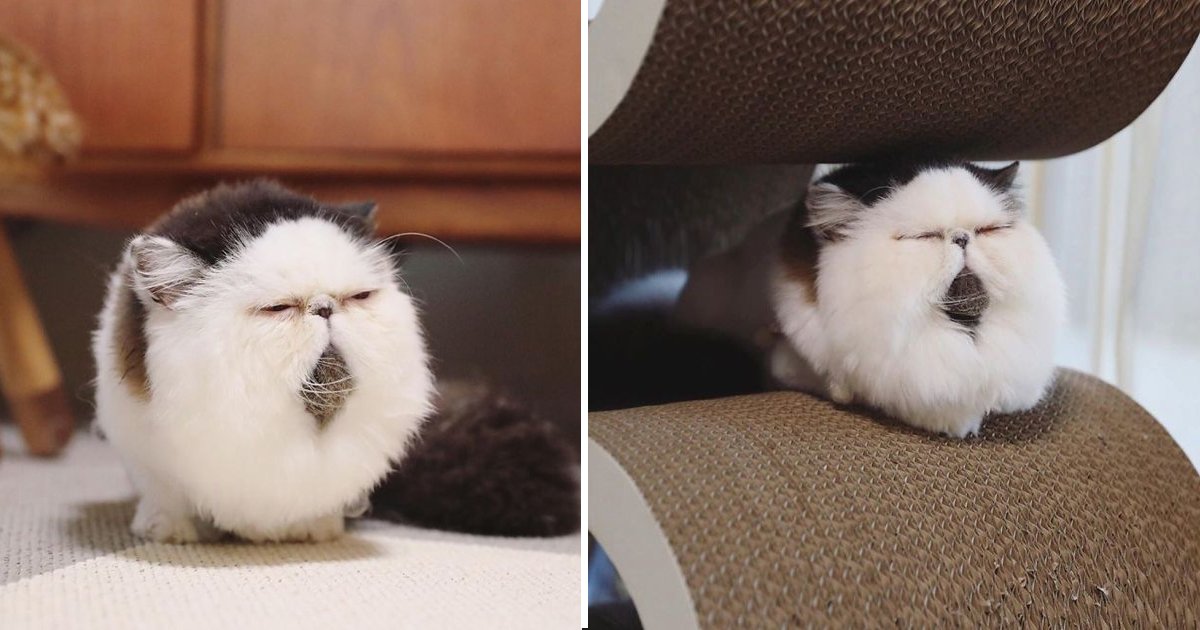ggdgd.jpg?resize=412,232 - Meet These Cute Instagram Stars Who Look Like They Are Yawing All the Time