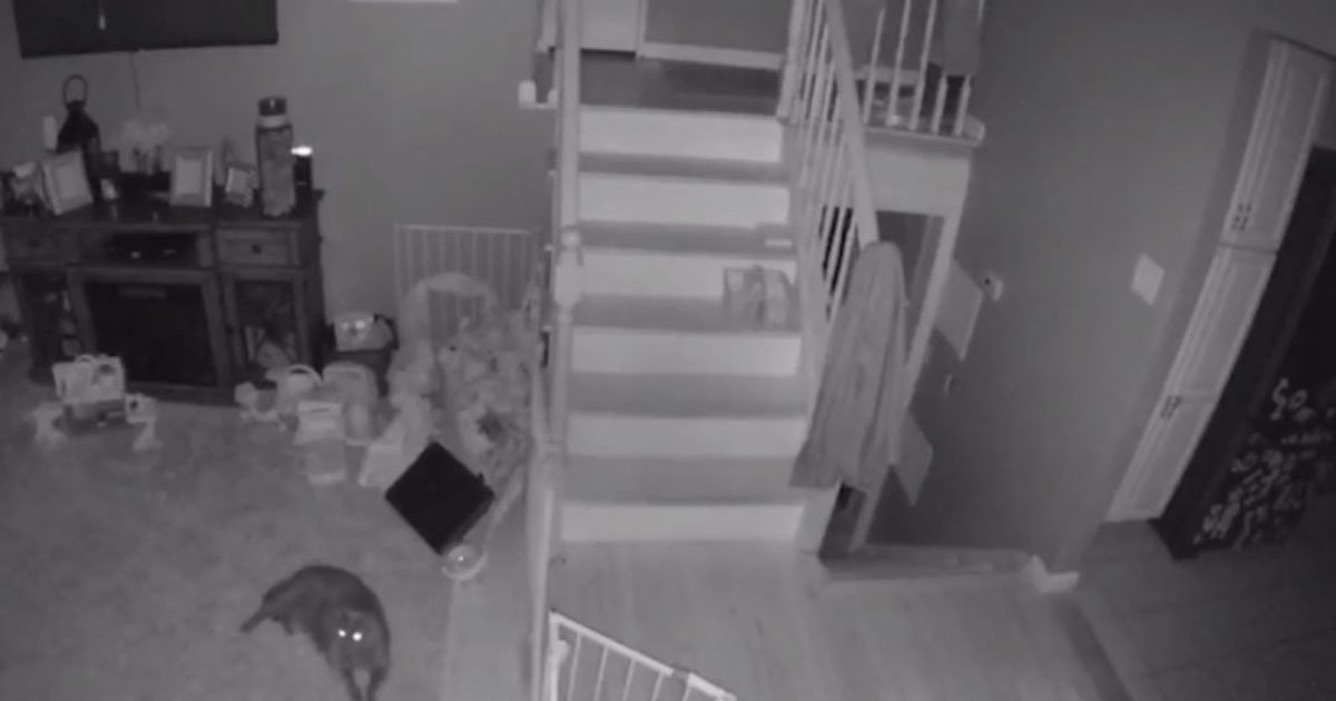 ghost little boy and pet.jpg?resize=412,275 - Ghost Of A Little Boy And His Pet Walking Through A Family Home Caught On A Camera