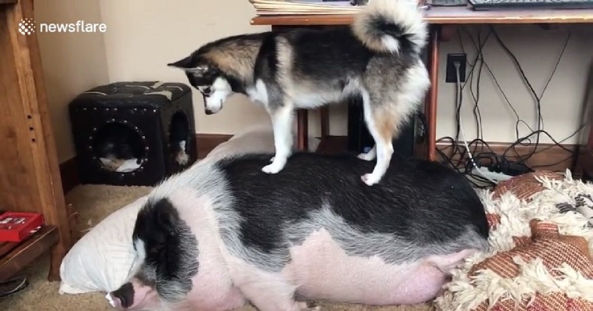 h3 4.jpg?resize=1200,630 - Vidéo craquante : Un husky essaie d'attirer l'attention de son ami cochon endormi