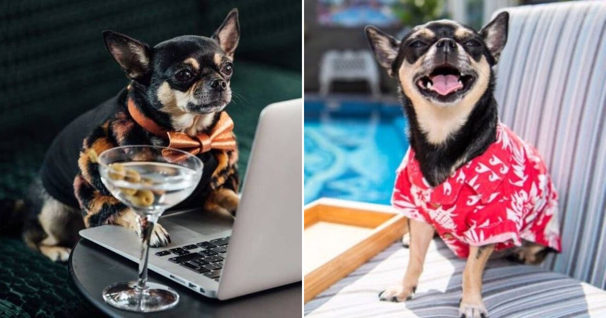 hotels6.png?resize=412,232 - Les chiens peuvent désormais postuler à l'emploi de critique canin afin d'évaluer les hôtels qui acceptent les animaux dans le monde entier