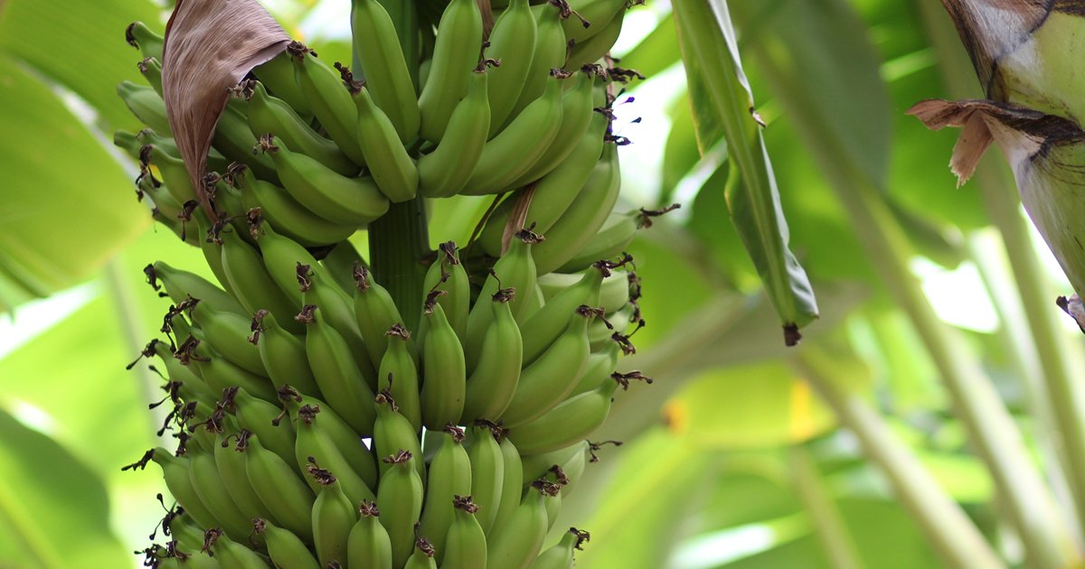 img 5d5abe7f84eb7.png?resize=412,232 - La Colombie a déclaré un état d'urgence nationale alors que le monde pourrait devenir en manque de bananes