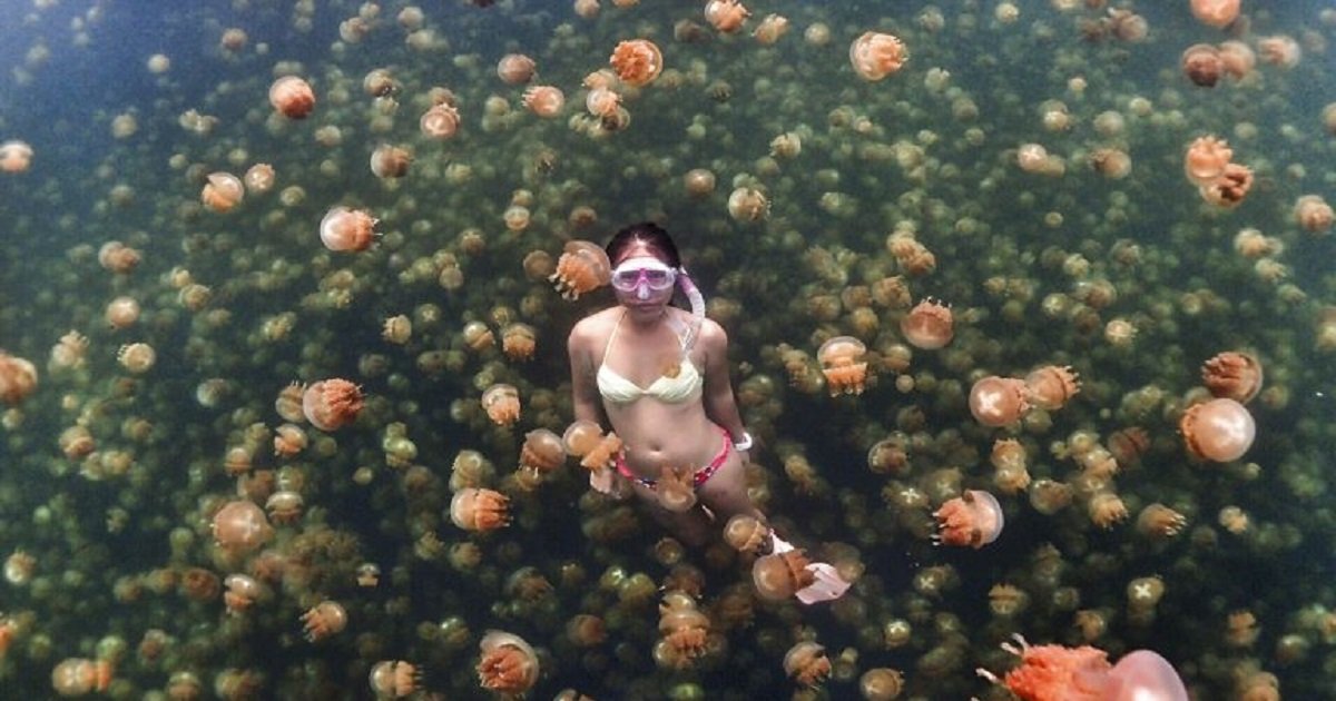 j3 1.jpg?resize=1200,630 - A Tourist Shared Dazzling Photos Of Her Swimming In Palau's Jellyfish Lake