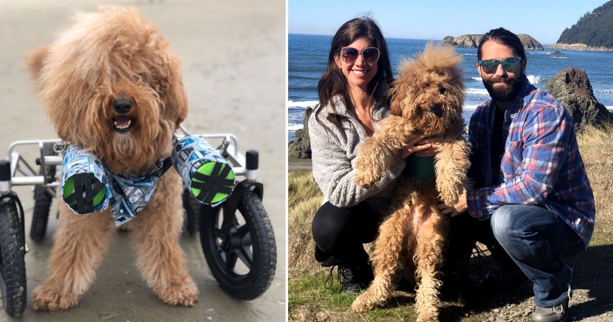 josh the doodle.jpg?resize=1200,630 - Disabled Goldendoodle Living His Best Life With His Owners Who Never Gave Up On Him