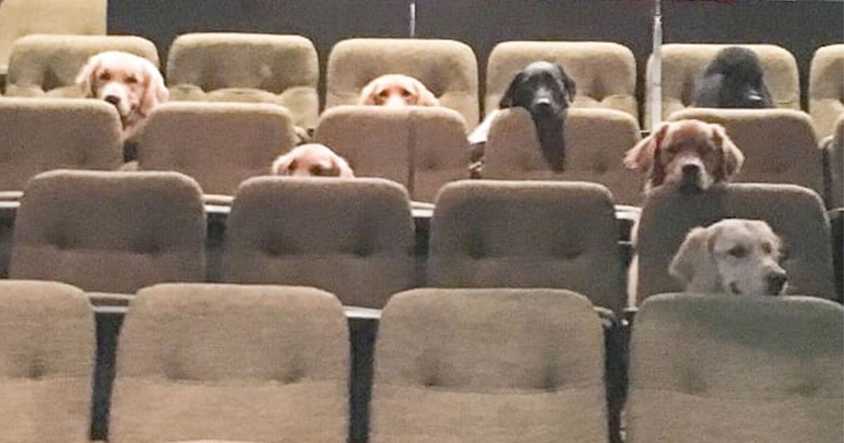 k 9 country inn working service dogs.jpg?resize=1200,630 - Adorable Photo Of Service Dogs Sitting Through A Performance Of Billy Elliot
