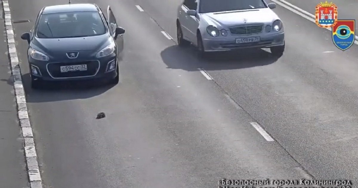 k3 3.jpg?resize=1200,630 - Un gentil conducteur s'est arrêté au milieu d'une autoroute pour secourir un chaton