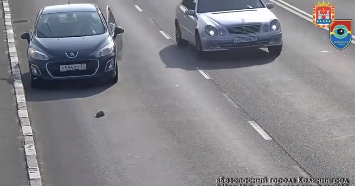 k3 3.jpg?resize=412,275 - Kind Driver Stopped In The Middle Of A Busy Highway To Rescue A Kitten