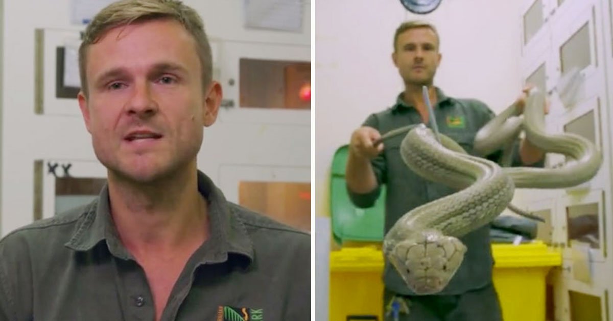 man extracts venom snakes.jpg?resize=412,275 - Man Works With Highly Venomous Snakes As He Extracts Venom From Them