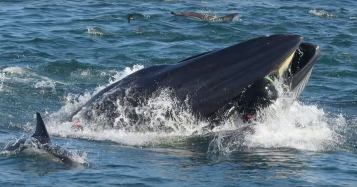 man swallowed by whale.jpg?resize=412,275 - Man Nearly Swallowed By A Bryde’s Whale