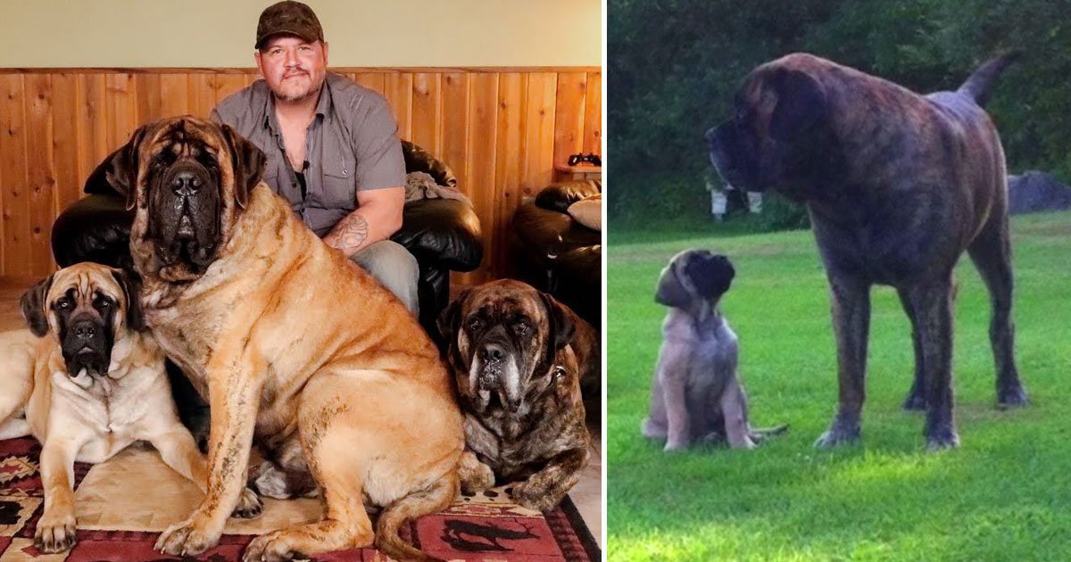 mastiffs.jpg?resize=1200,630 - Man Lives With His Three Giant English Mastiffs Weighing A Combined 630lbs 