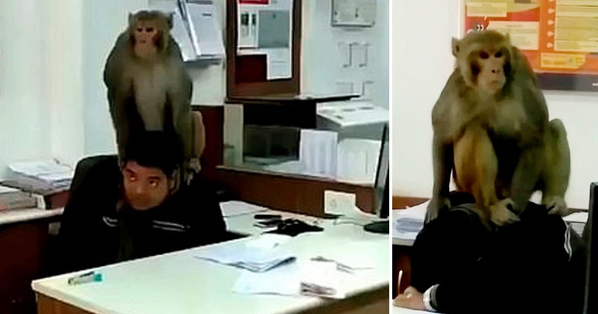 monkey hostage bank worker.jpg?resize=1200,630 - Un singe a pris un employé d'une banque en otage en s'asseyant sur son dos