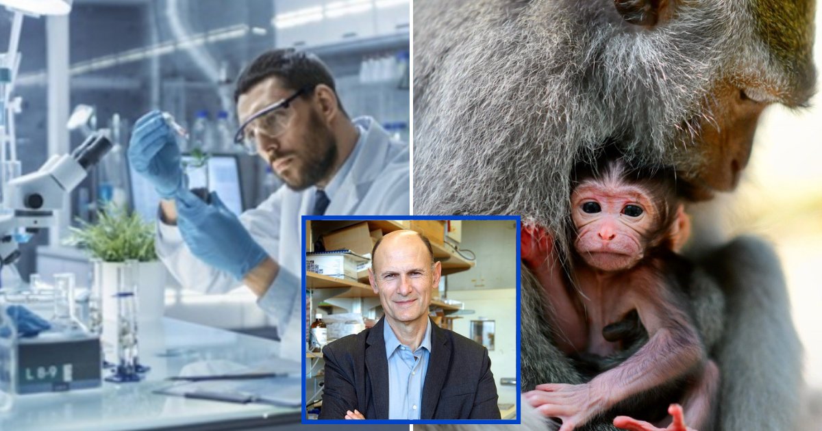 monkey4.png?resize=1200,630 - Scientist Has Grown The World's First-Ever Human-Monkey Hybrid Embryo