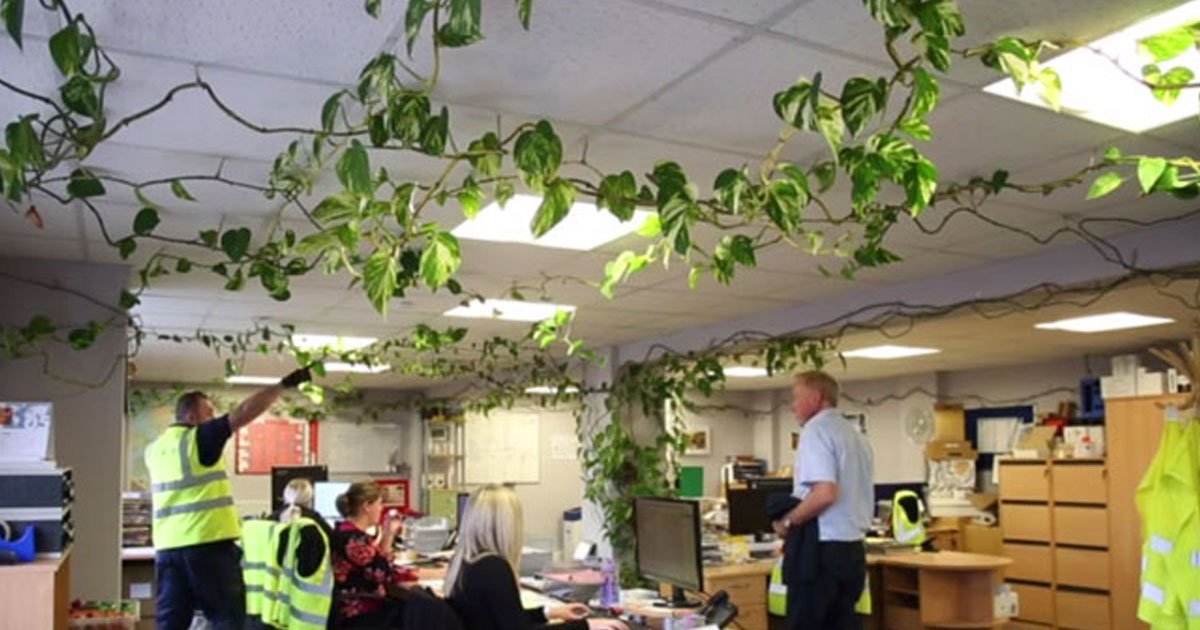 monster plantoffice 1.jpg?resize=412,275 - A Small Plant Planted Ten Years Ago Is Now 300ft Long 