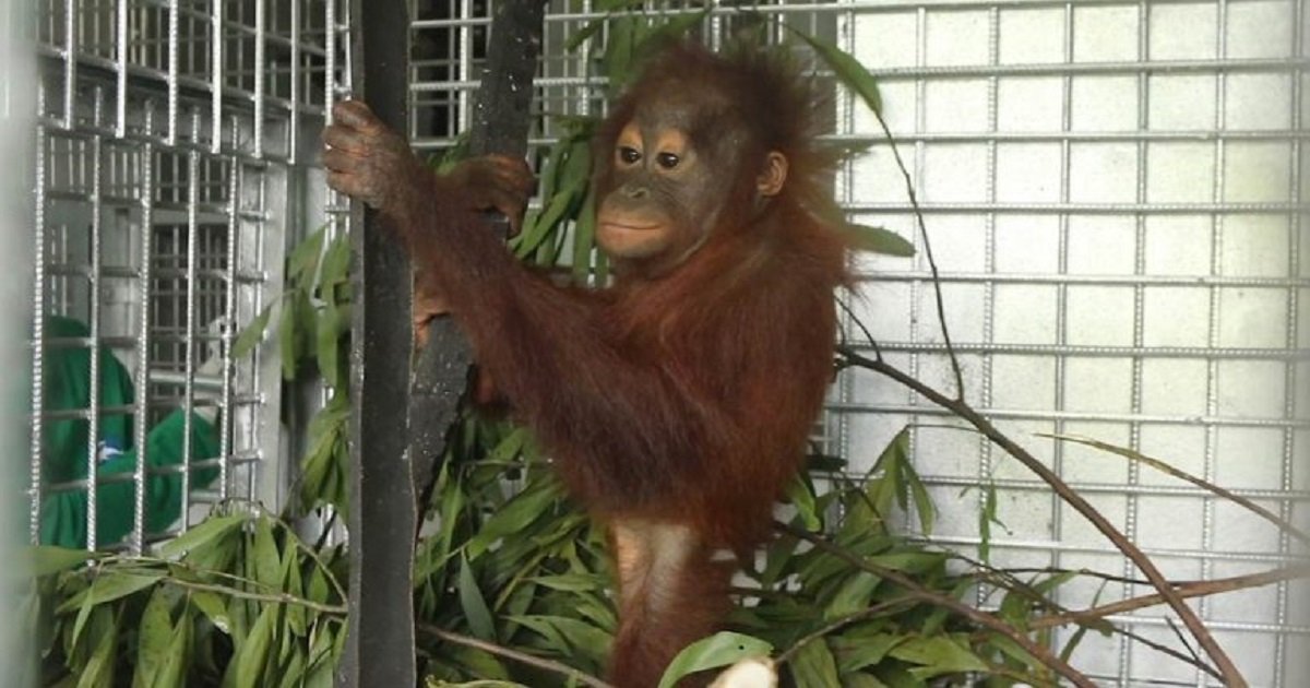 o3.jpg?resize=1200,630 - An Animal Organization Managed To Rescue A Baby Orangutan Who Was Kept Tied To A Tree