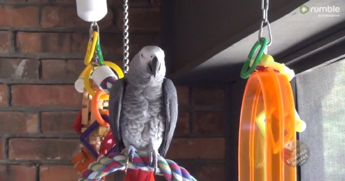 p3 5.jpg?resize=412,275 - This Parrot Could Perfectly Mimic The Sound Of Water