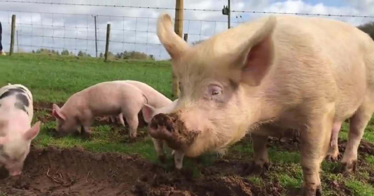 p3 9.jpg?fit=1024%2C538&ssl=1&strip=all - Mother Pig And Her Piglets Absolutely Loved Spending Their First Time Outside Since Being Rescued
