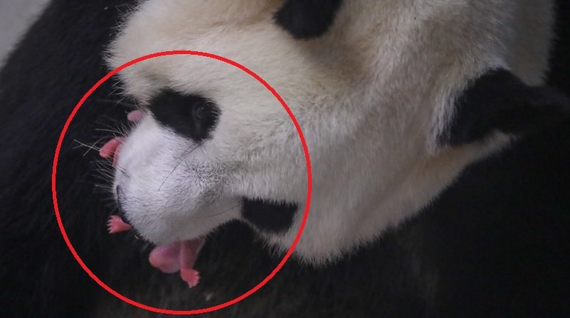 pandas belgique.jpg?resize=412,232 - En Belgique, un parc animalier est heureux d'annoncer la naissance de deux pandas géants jumeaux