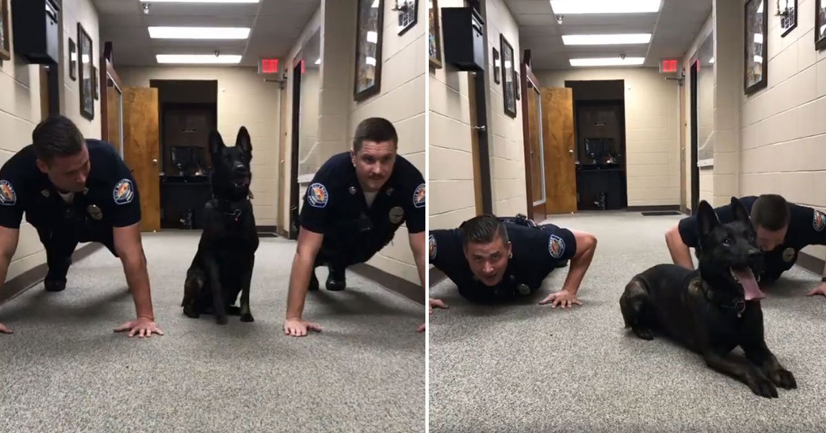 police dog push ups.jpg?resize=1200,630 - Regardez la vidéo d'un chien policier faisant des pompes avec ses collègues avant d'attraper les méchants