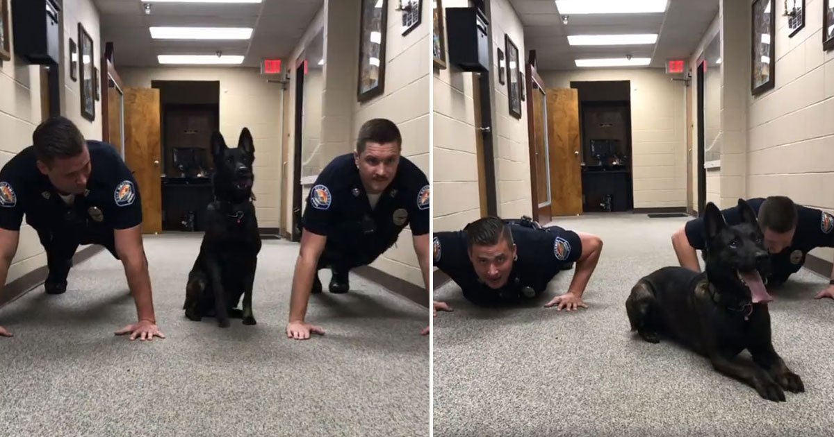 police dog push ups.jpg?resize=412,275 - Video Of A Police Dog Doing Push-Ups With His Fellow Officers Before Catching The Bad Guys