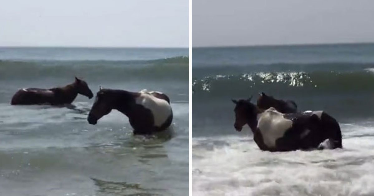 ponies hit beach.jpg?resize=1200,630 - Dozens Of Ponies Swam Across A Channel On Virginia's Eastern Shore 