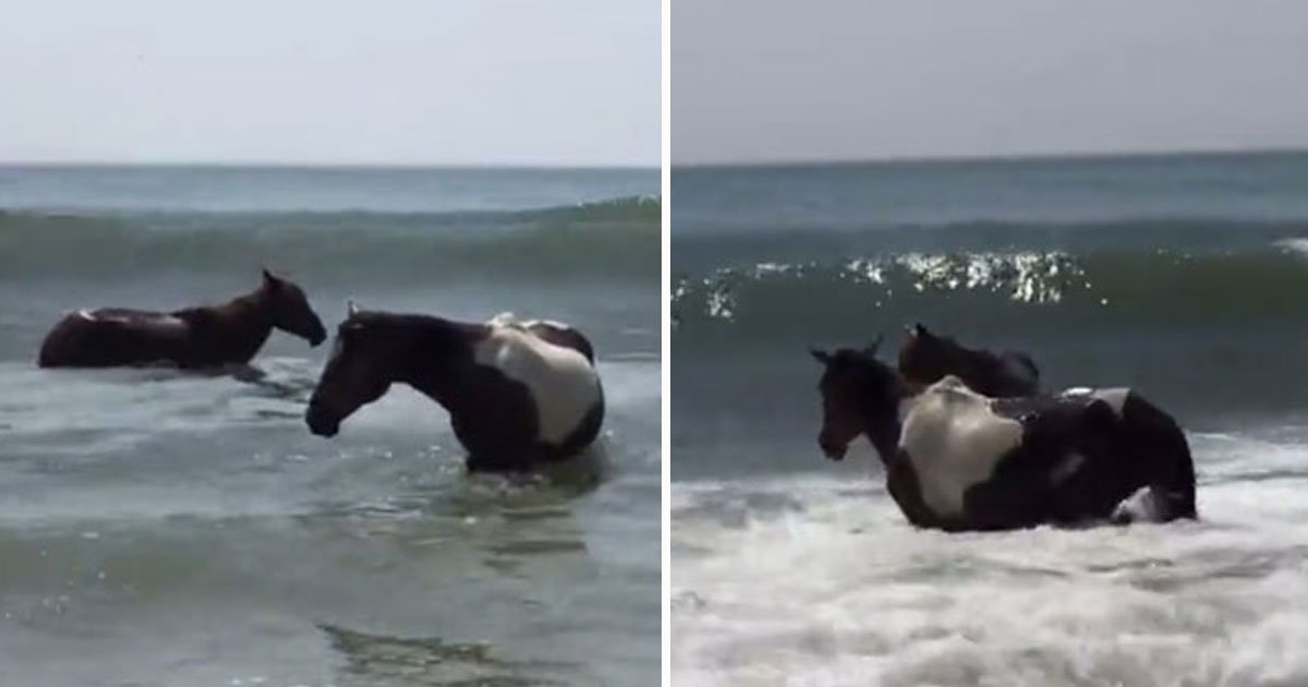 ponies hit beach.jpg?resize=412,275 - Dozens Of Ponies Swam Across A Channel On Virginia's Eastern Shore 