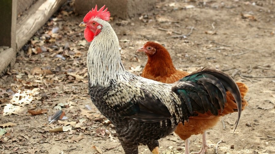 pouleoucoq.jpg?resize=1200,630 - Un éleveur souhaite faire adopter 3000 poules pour les sauver de l'abattoir