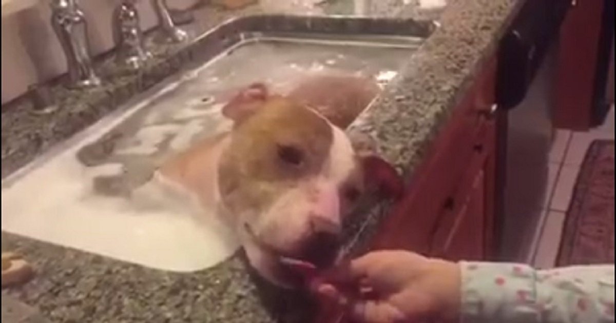 r3.jpg?resize=1200,630 - Watch This Rescued Pitbull Enjoy Her Life With Snacks And A Relaxing Bath