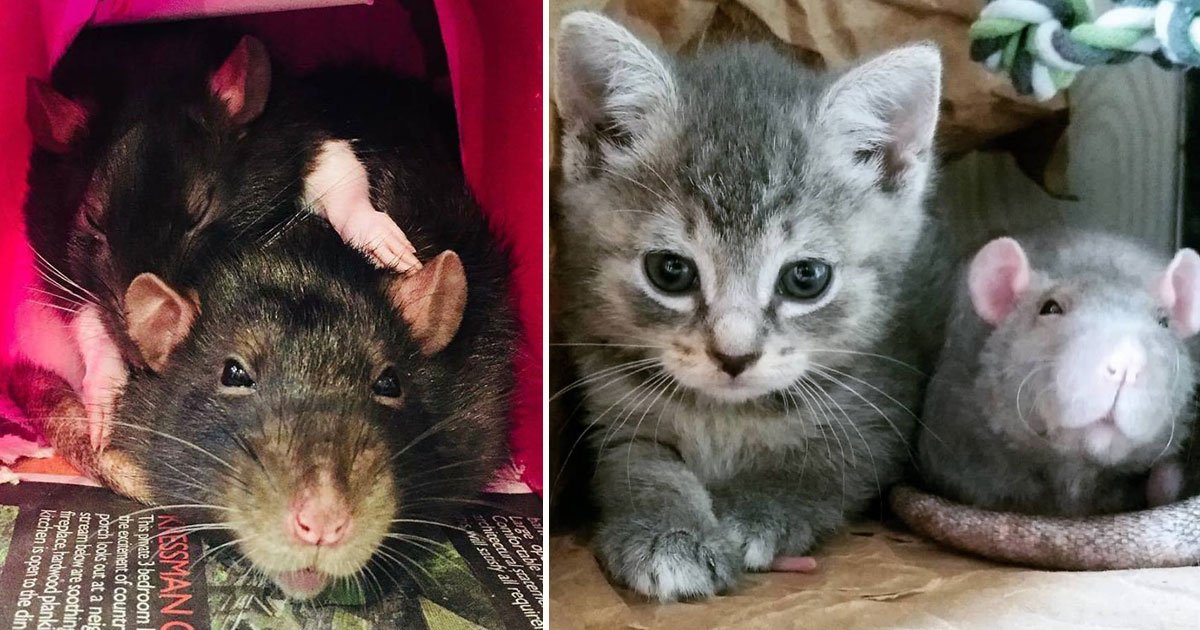 rats cat caretaker.jpg?resize=412,275 - A Cat Cafe Employed Two Rats Who Work As Nannies To The Orphan Kittens