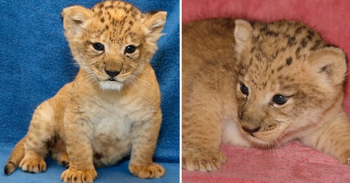 real life simba.jpg?resize=1200,630 - The Real Cub Who Was Used To Create The Lion King’s Simba