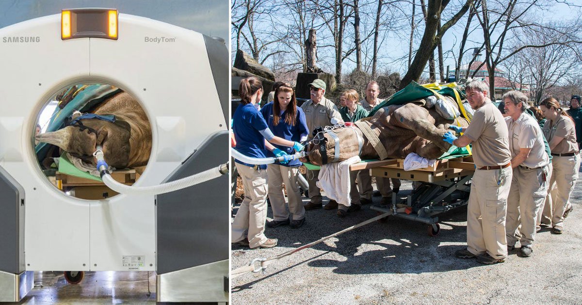 rgino cat scan.jpg?resize=1200,630 - Un rhinocéros pesant 1042 kilos et mesurant 3,7 mètres qui avait le nez bouché a passé un scanner avant de subir une chirurgie