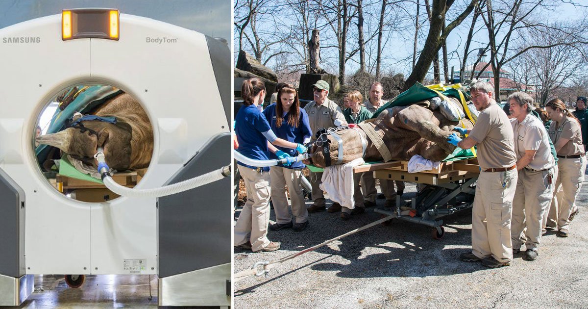 rgino cat scan.jpg?resize=412,275 - 164 Stone And 12 Foot Long Rhino With A Blocked Nose Had A CAT Scan Before Undergoing Surgery