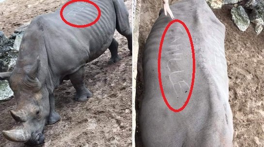 rhino.jpg?resize=1200,630 - Au zoo de La Palmyre, des rhinocéros ont été tagués sur le dos