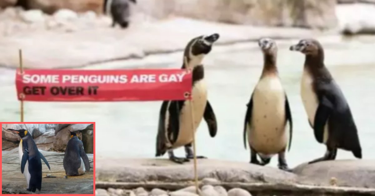 s 1 2.png?resize=1200,630 - Gay Penguins Adopt an Egg to Raise as Their Own