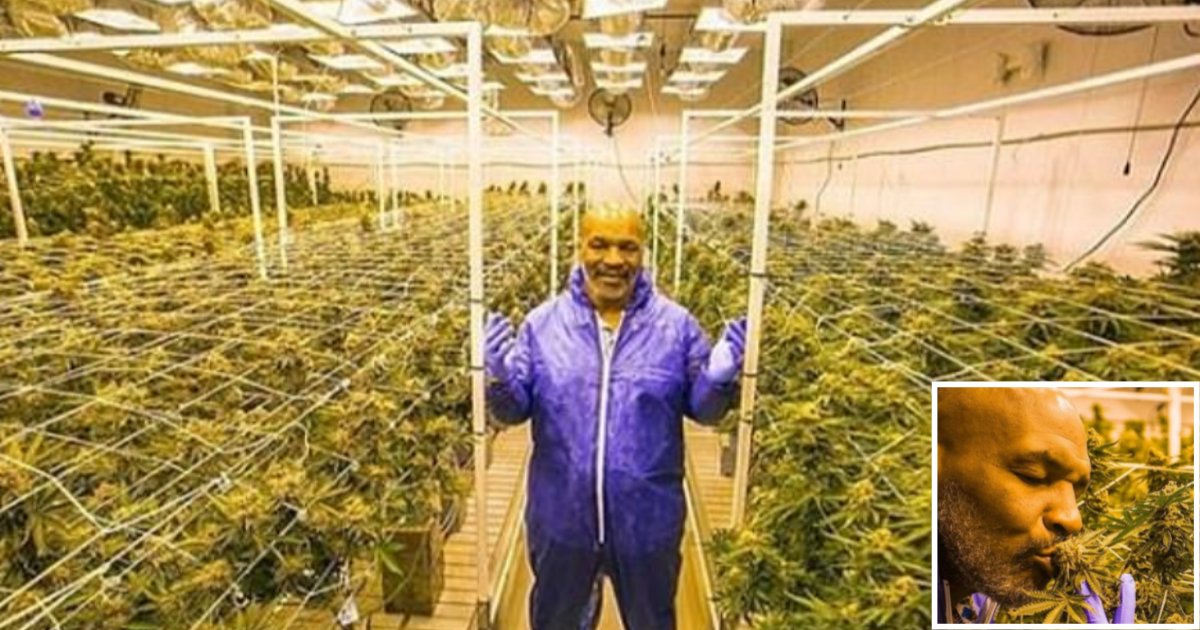 s 1 4.png?resize=1200,630 - Mike Tyson révèle qu'il a fumé 40 000 tonnes de pot dans son ranch de vacances remplis de cannabis