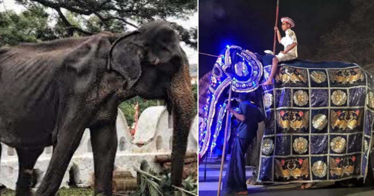 s 5 3.png?resize=1200,630 - Une œuvre de bienfaisance révèle l'image d'un éléphant souffrant de malnutrition contraint de prendre part à un rassemblement au Sri Lanka