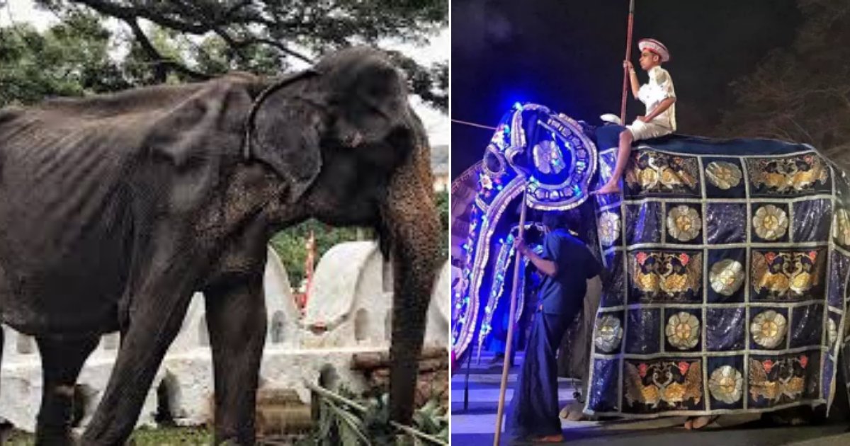 s 5 3.png?resize=412,275 - Charity Reveals a Picture of a Malnourished Elephant Being Forced to Take Part in a Rally in Sri Lanka