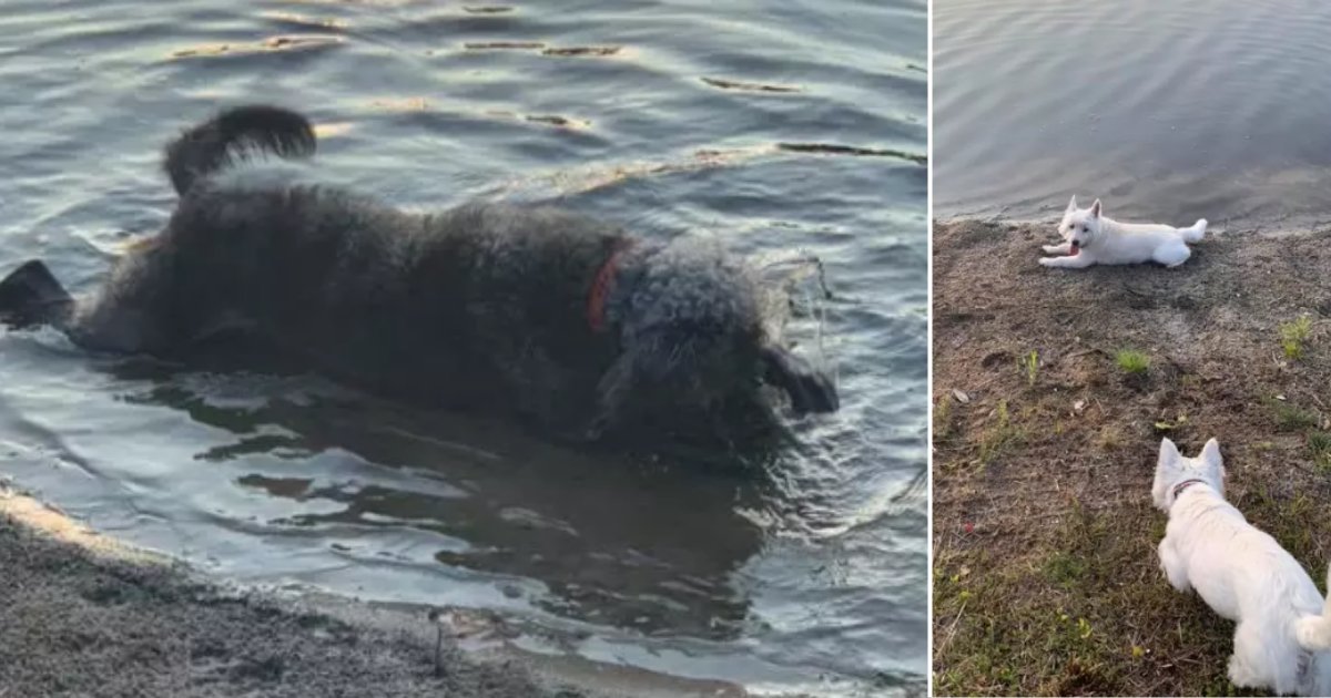 s 6 3.png?resize=412,275 - Blue Green Algae Poisoning Takes The Lives Of 3 Healthy Dogs 