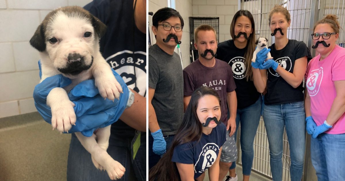 s1 2.png?resize=412,232 - Here is a Puppy With a Moustache Who is Winning Hearts on the Internet and is Looking for a Permanent Home and Family