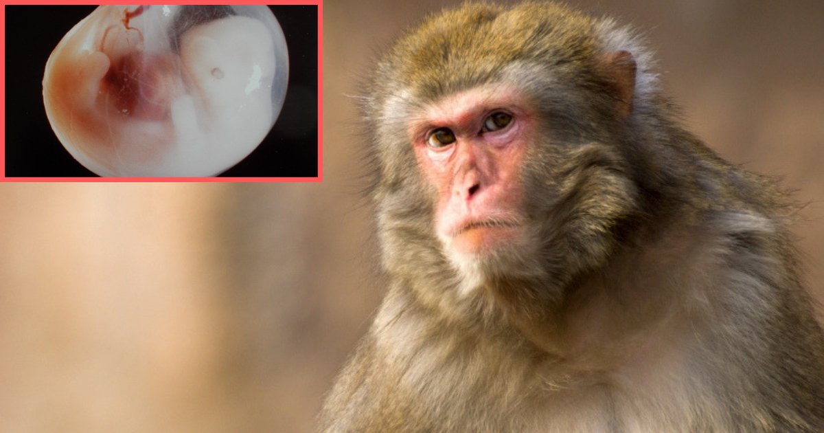 s4 5.png?resize=1200,630 - Spanish Scientist Claims He Has Successfully Grown The First Human Monkey Hybrid in His Lab