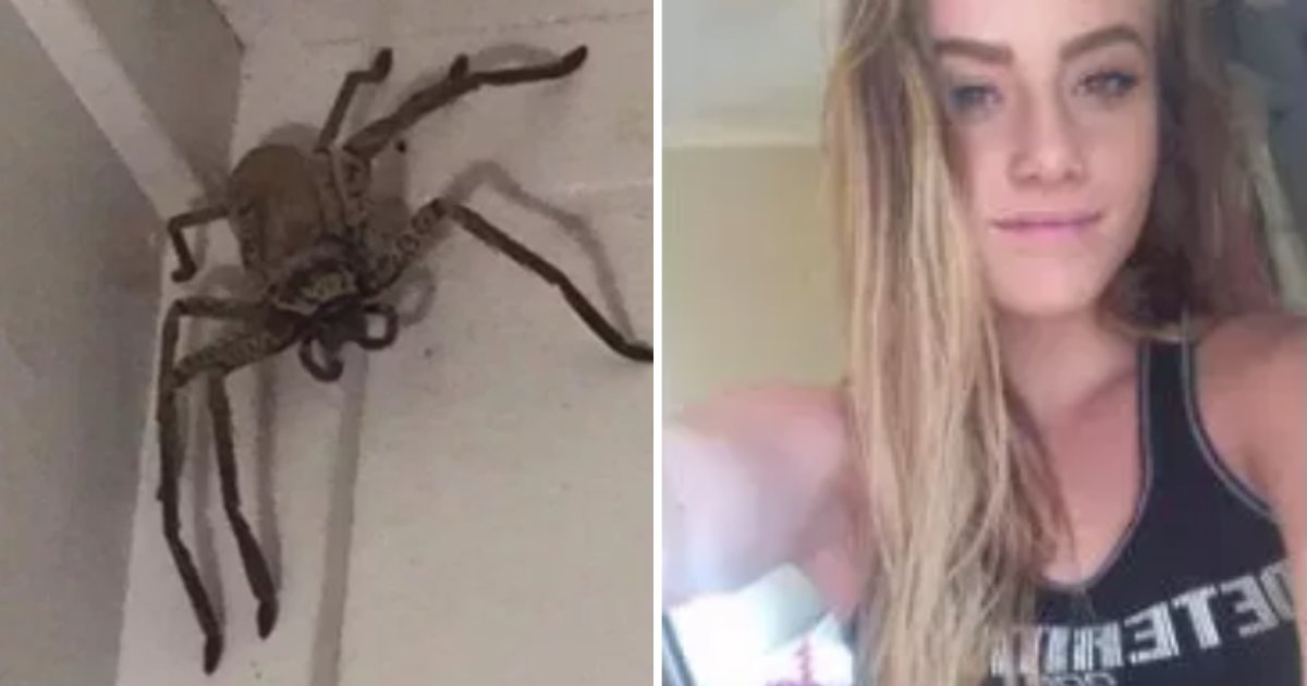 s6 1.png?resize=1200,630 - A Woman Finds A Big Huntsman Spider In Her Living Room