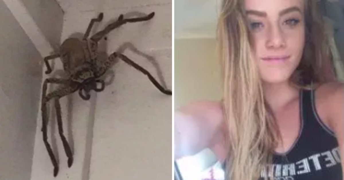 s6 1.png?resize=412,275 - A Woman Finds A Big Huntsman Spider In Her Living Room