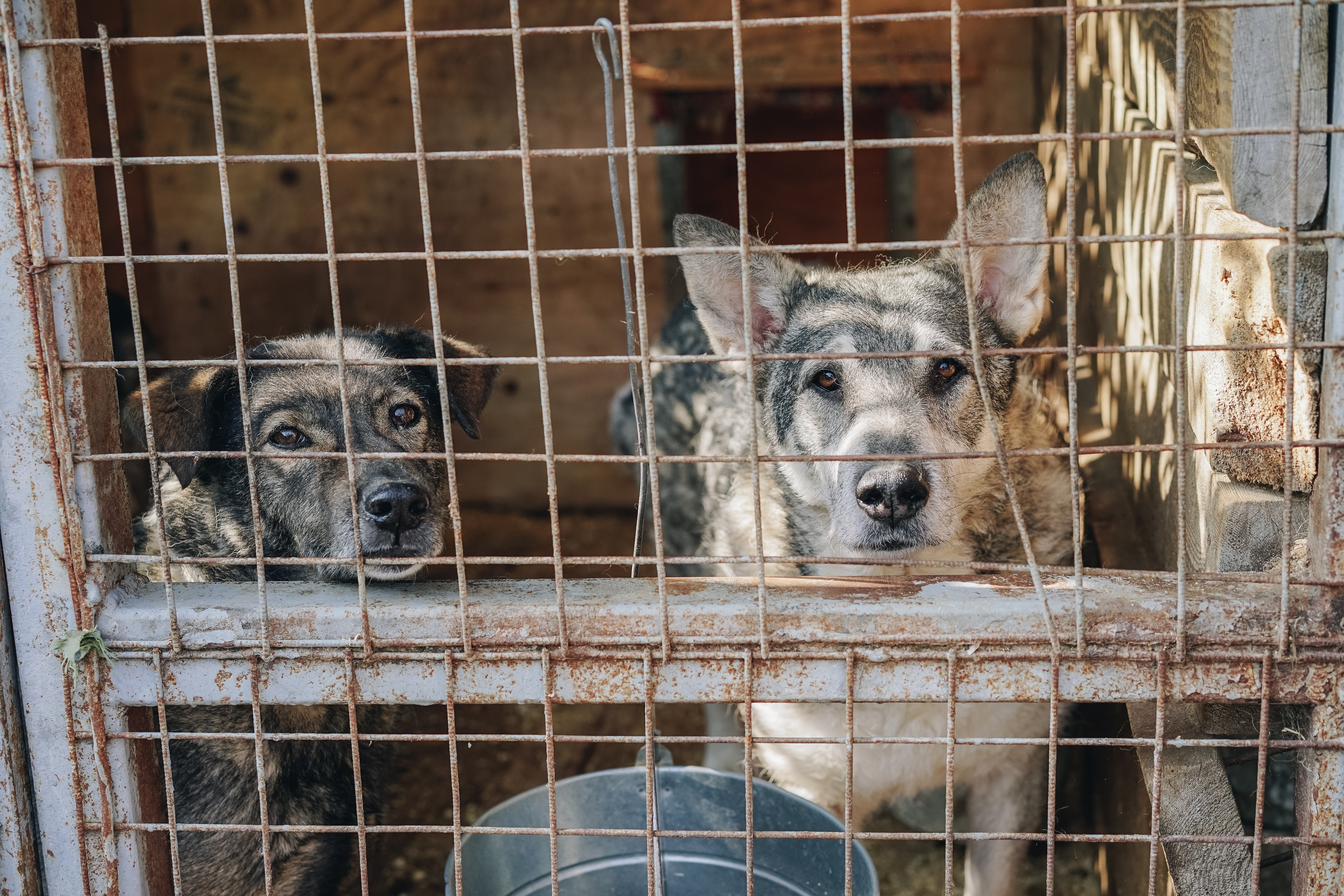 sasha sashina xcscr snsey unsplash.jpg?resize=412,275 - Il a jeté son chien par la fenêtre du troisième étage puis a écopé de deux ans de prison ferme