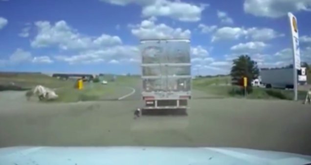 screen shot 2019 08 09 at 12 56 46 pm.png?resize=412,275 - A Police Officer Rescued a Dog Being Lashed and Dragged by a Moving Truck