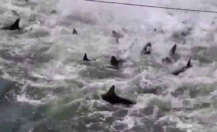 screen shot 2019 08 13 at 12 22 11 am.png?resize=1200,630 - Une femme a filmé un groupe de requins se nourrisant près d'une plage de Caroline du Sud