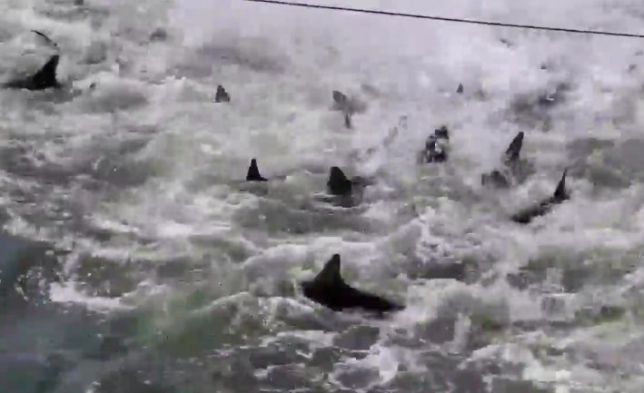 screen shot 2019 08 13 at 12 22 11 am.png?resize=412,275 - A Woman Captured A Shark Feeding Spectacle at South Carolina Beach