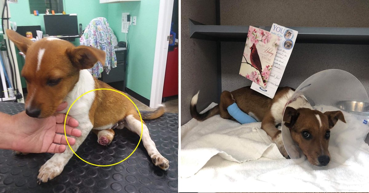 sdsdsd.jpg?resize=412,232 - Un chien handicapé a été adopté par une personne déficiente qui a perdu sa jambe à la guerre du Golfe