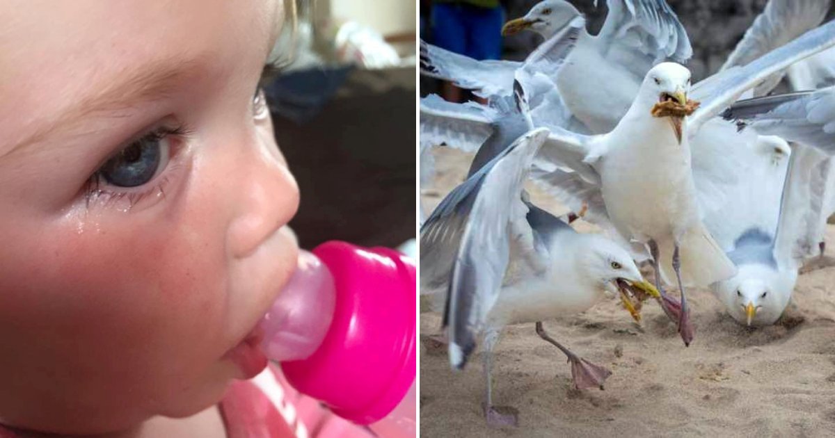 seagulls2.png?resize=412,275 - Two-Year-Old Girl Was Harmed By A Flock Of Seagulls After The Birds Took Down Her Pet
