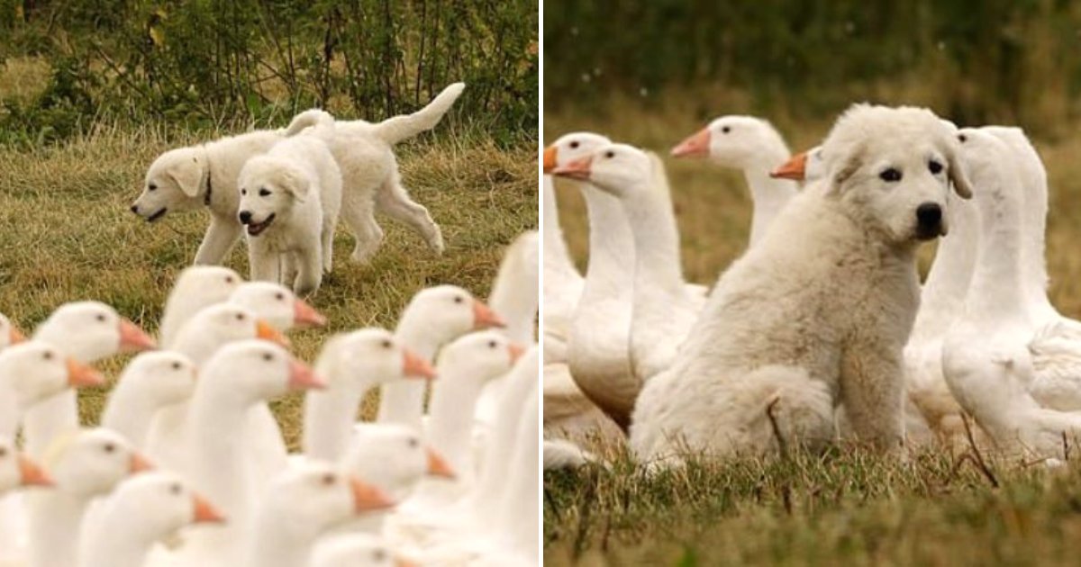 sheepdogs5.png?resize=1200,630 - Adorable Sheepdogs, Nala And Lula, Guard Their Flock Of Geese And Chickens