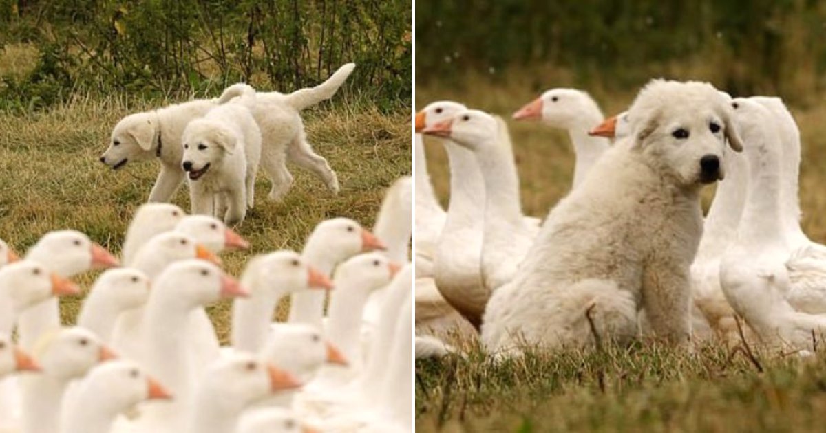 sheepdogs5.png?resize=412,275 - Adorable Sheepdogs, Nala And Lula, Guard Their Flock Of Geese And Chickens