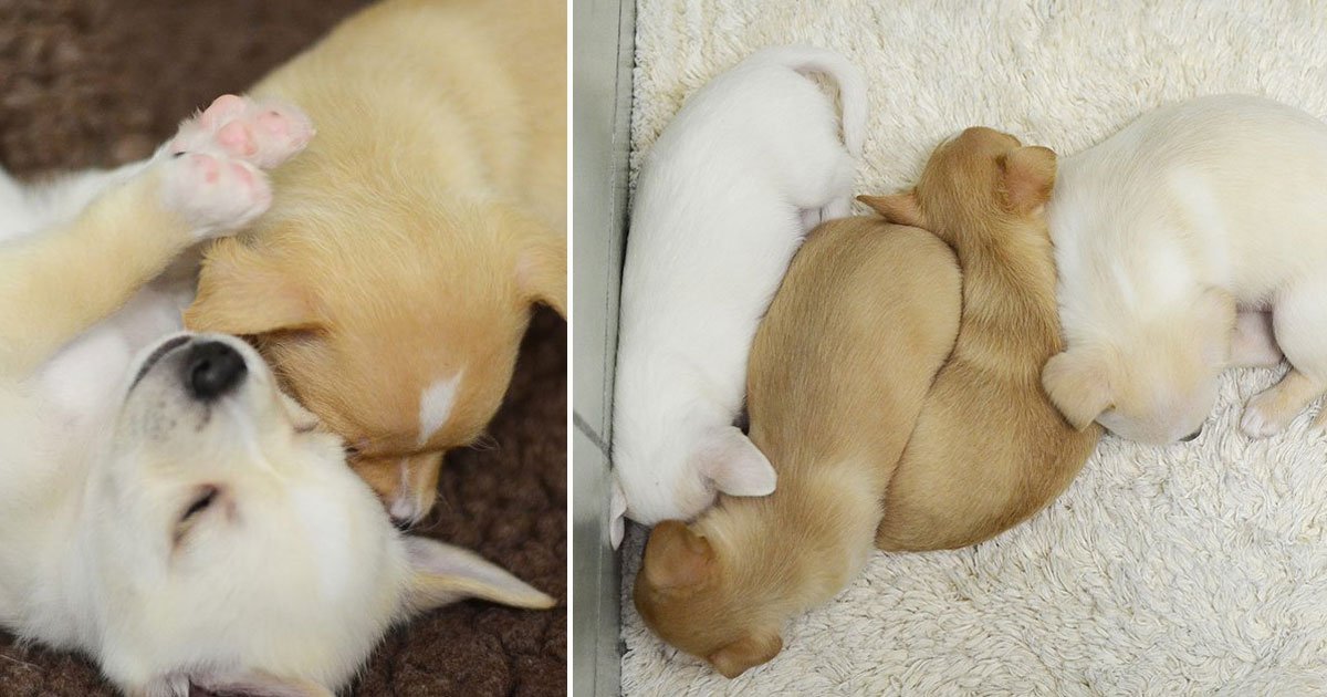shleter dog reunion pups.jpg?resize=1200,630 - Depressed Shelter Dog Reunited With Her Little Four Pups 